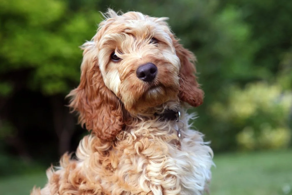 A brown Cockapoo puppy.