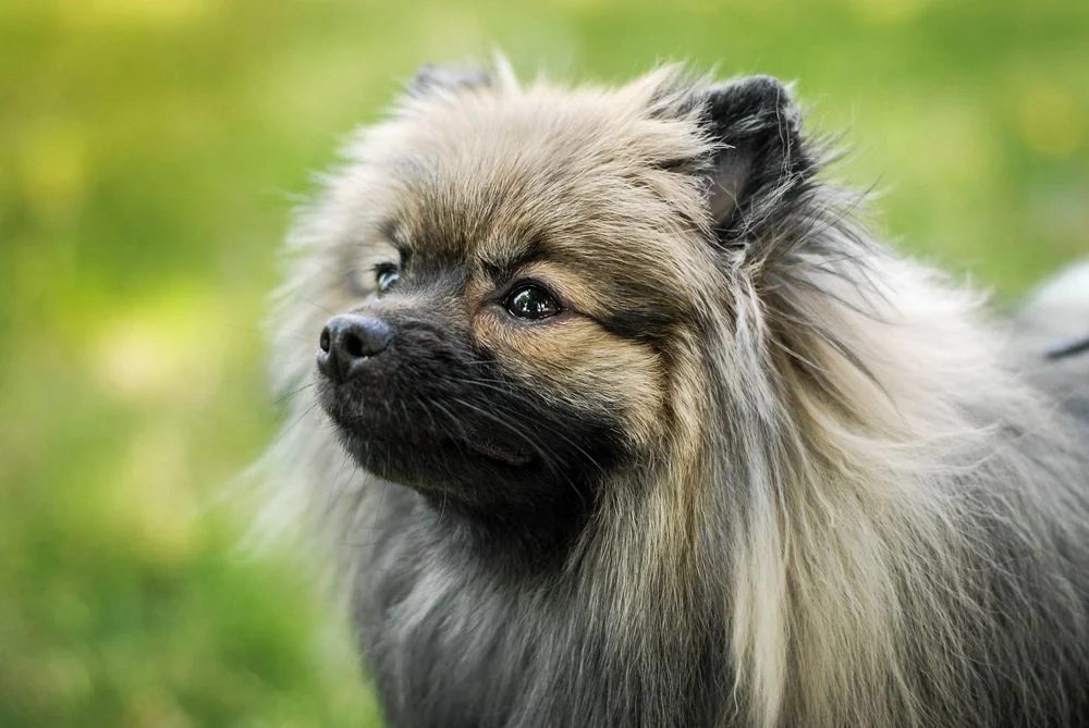 A gray Pomeranian.