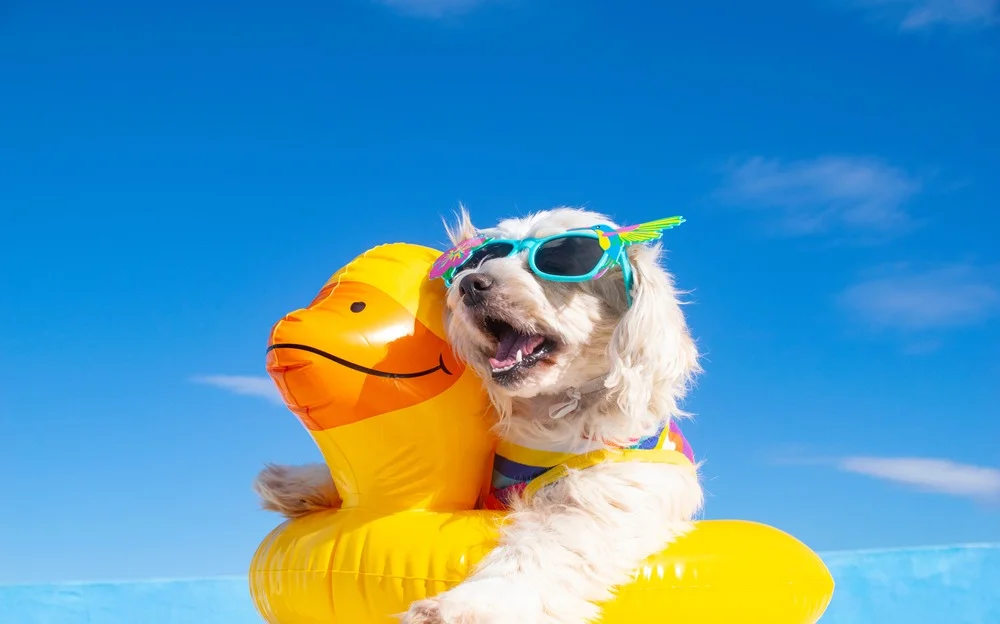 A dog wearing sunglasses with a yellow swim ring.