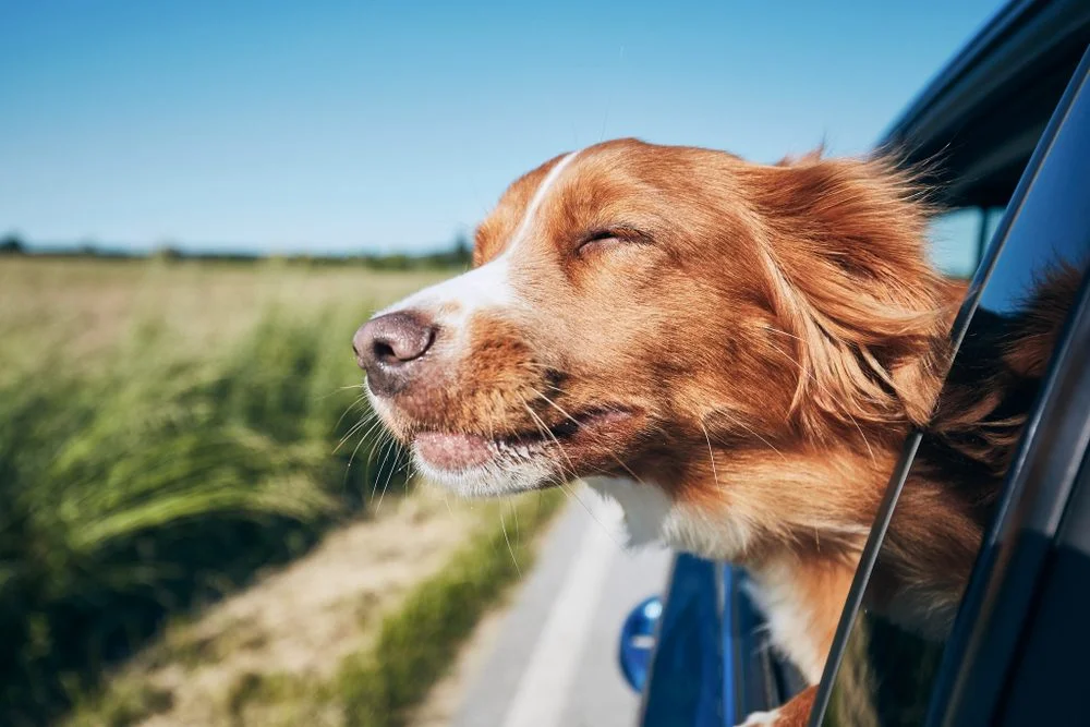 A Nova Scotia Duck Tolling Retriever sticking its head out of the window of a moving car.