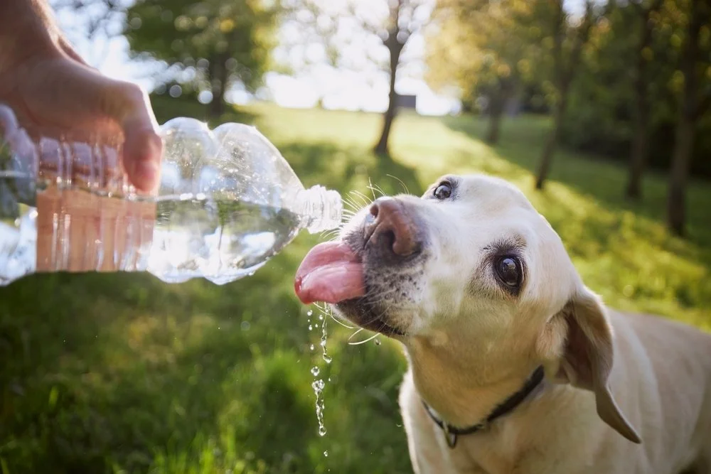 A labrador retriever drinking water from a clear plastic bottle.