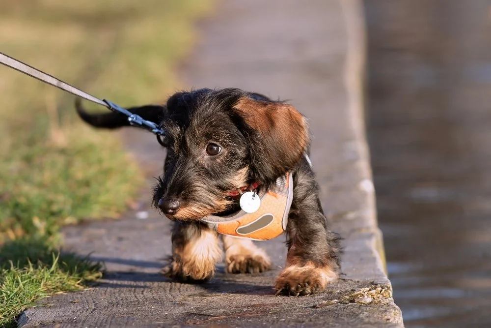 A dachshund puppy wearing a harness walking on sidewalk.